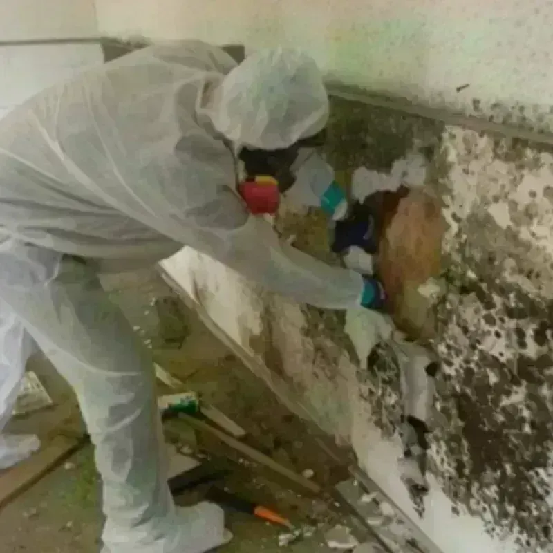 Mold Remediation and Removal in Edgewater, CO